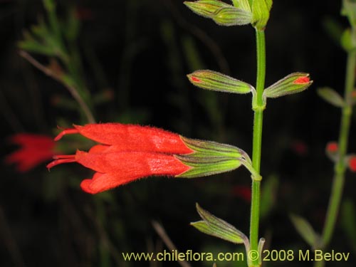 Bild von Salvia tubiflora (). Klicken Sie, um den Ausschnitt zu vergrössern.