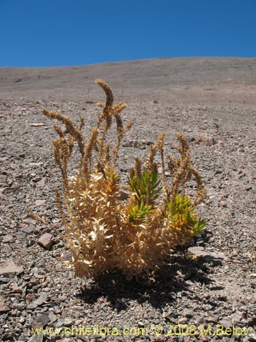 Cistanthe arancionaの写真