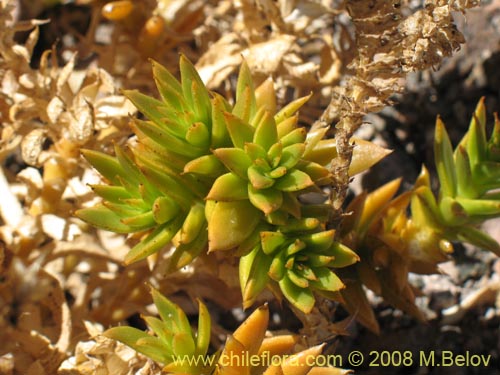 Cistanthe aranciona的照片