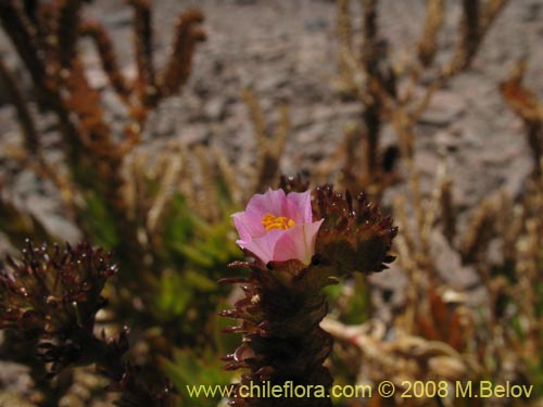 Imágen de Cistanthe aranciona (). Haga un clic para aumentar parte de imágen.