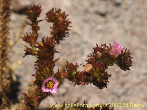 Image of Cistanthe aranciona (). Click to enlarge parts of image.