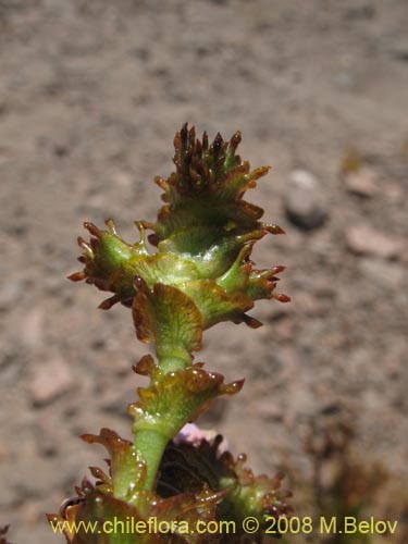 Image of Cistanthe aranciona (). Click to enlarge parts of image.