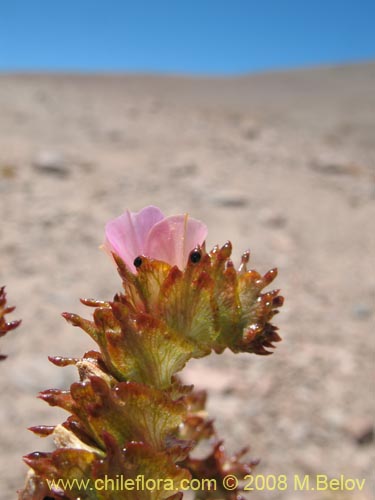 Imágen de Cistanthe aranciona (). Haga un clic para aumentar parte de imágen.