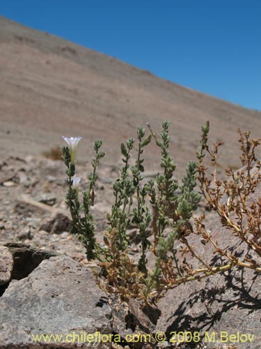 Imágen de Nolana leptophylla (). Haga un clic para aumentar parte de imágen.