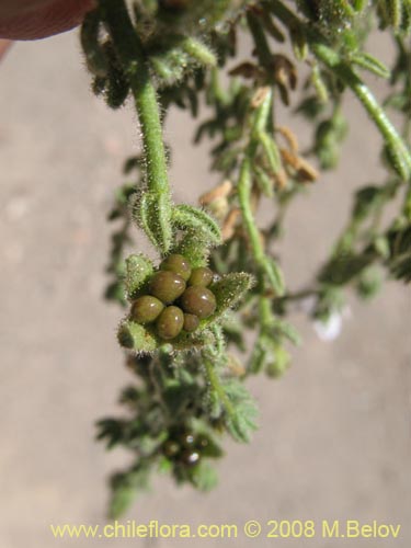 Bild von Nolana leptophylla (). Klicken Sie, um den Ausschnitt zu vergrössern.