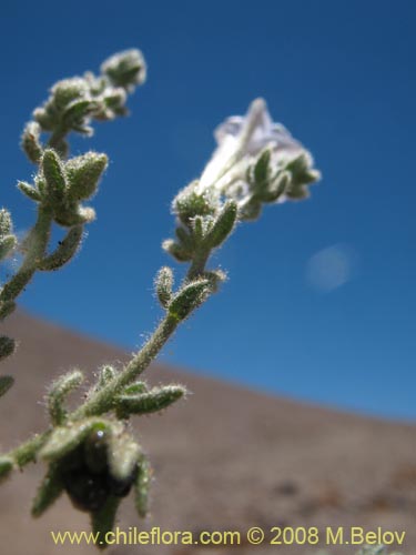 Imágen de Nolana leptophylla (). Haga un clic para aumentar parte de imágen.