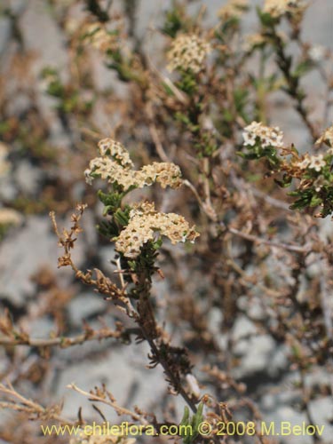 Bild von Heliotropium sp. #1249 (). Klicken Sie, um den Ausschnitt zu vergrössern.