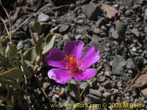 Фотография Cistanthe taltalensis (). Щелкните, чтобы увеличить вырез.