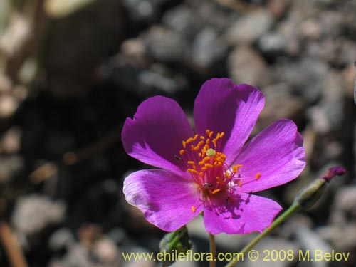 Image of Calandrinia taltalensis (). Click to enlarge parts of image.
