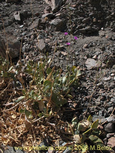 Image of Calandrinia taltalensis (). Click to enlarge parts of image.