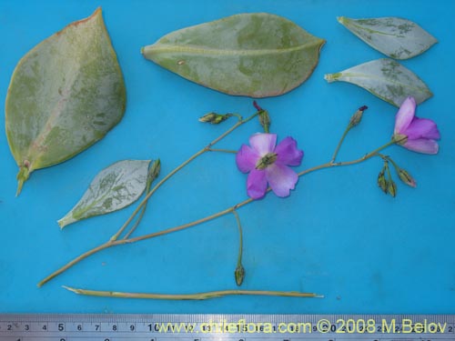 Bild von Cistanthe taltalensis (). Klicken Sie, um den Ausschnitt zu vergrössern.