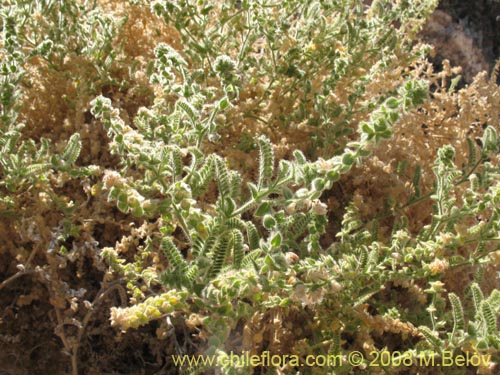 Imágen de Fabaceae sp. #1248 (). Haga un clic para aumentar parte de imágen.