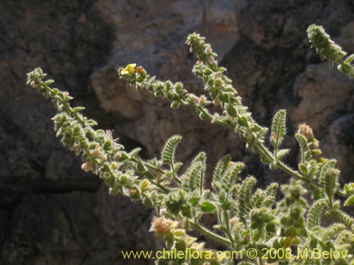 Bild von Fabaceae sp. #1248 (). Klicken Sie, um den Ausschnitt zu vergrössern.