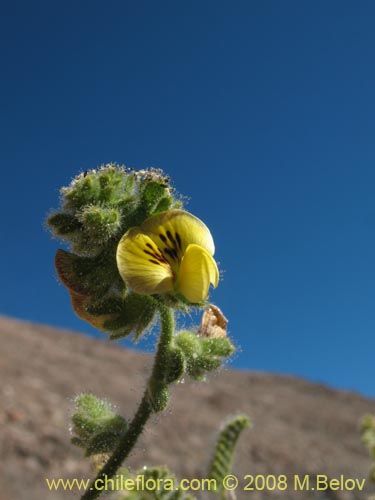 Imágen de Fabaceae sp. #1248 (). Haga un clic para aumentar parte de imágen.