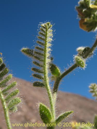 Image of Fabaceae sp. #1248 (). Click to enlarge parts of image.