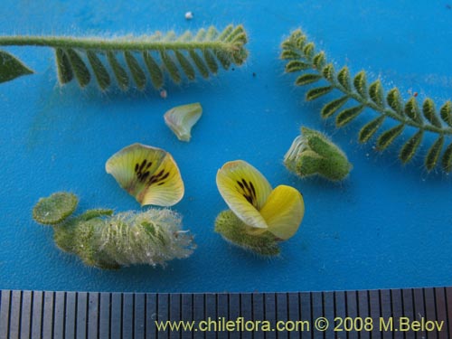 Image of Fabaceae sp. #1248 (). Click to enlarge parts of image.