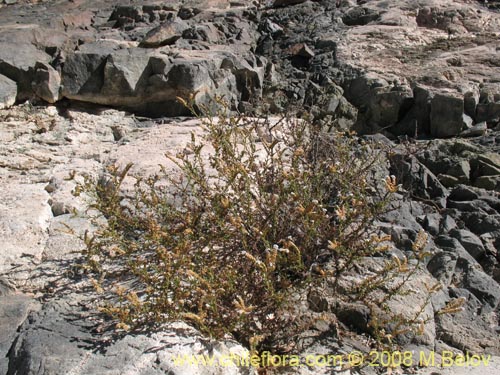 Heliotropium sp.   #1249的照片