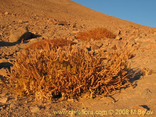 Image of Cistanthe aranciona (). Click to enlarge parts of image.