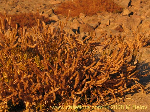 Image of Cistanthe aranciona (). Click to enlarge parts of image.