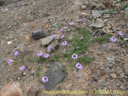 Image of Glandularia atacamensis (). Click to enlarge parts of image.