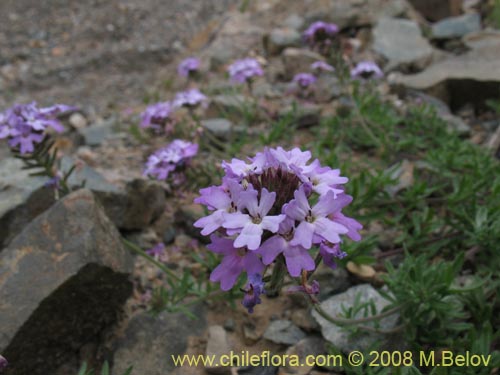 Image of Glandularia atacamensis (). Click to enlarge parts of image.