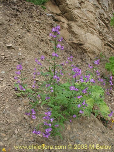 Bild von Schizanthus laetus (). Klicken Sie, um den Ausschnitt zu vergrössern.