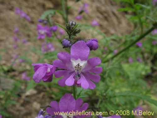 Image of Schizanthus laetus (). Click to enlarge parts of image.