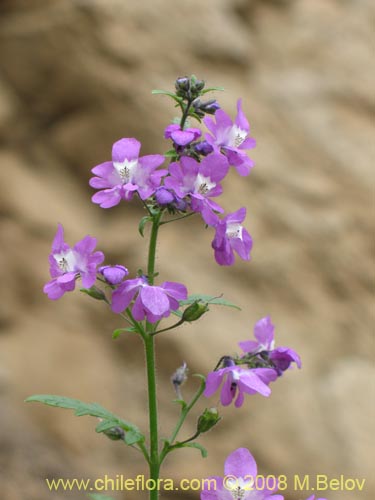 Bild von Schizanthus laetus (). Klicken Sie, um den Ausschnitt zu vergrössern.