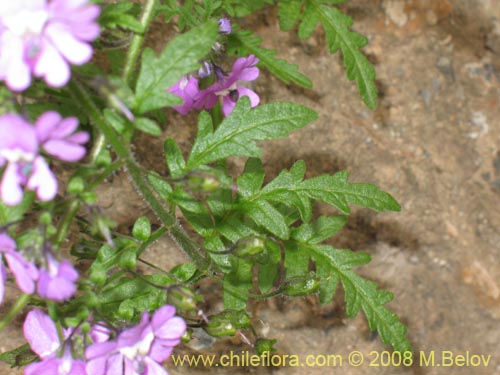 Schizanthus laetusの写真