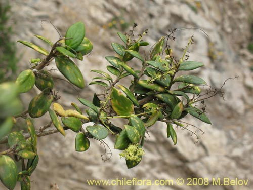 Image of Griselinia carlomunozii (). Click to enlarge parts of image.