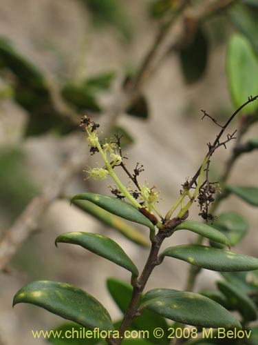 Bild von Griselinia carlomunozii (). Klicken Sie, um den Ausschnitt zu vergrössern.