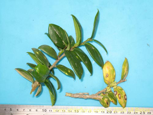 Griselinia carlomunozii的照片