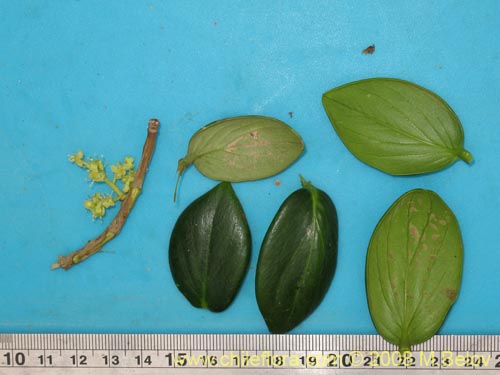 Image of Griselinia carlomunozii (). Click to enlarge parts of image.