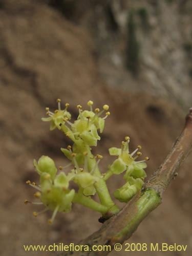 Фотография Griselinia carlomunozii (). Щелкните, чтобы увеличить вырез.