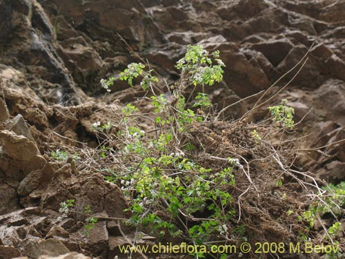 Image of Unidentified Plant sp. #1735 (). Click to enlarge parts of image.