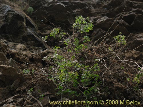 Imágen de Planta no identificada sp. #1735 (). Haga un clic para aumentar parte de imágen.