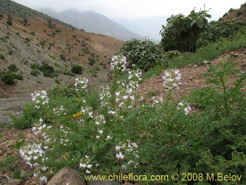 Фотография Cleome chilensis (). Щелкните, чтобы увеличить вырез.