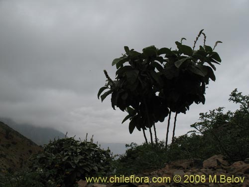 Bild von Croton chilensis (). Klicken Sie, um den Ausschnitt zu vergrössern.