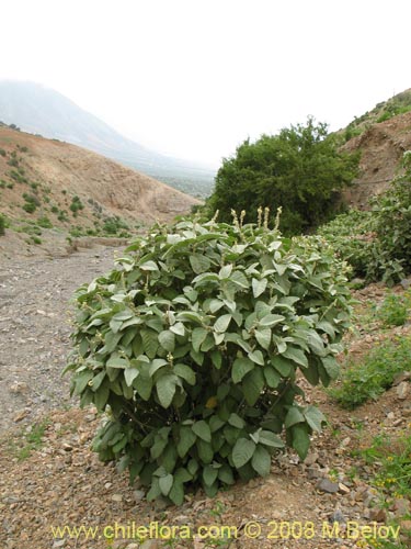 Image of Croton chilensis (). Click to enlarge parts of image.