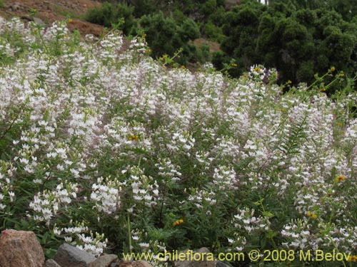 Фотография Cleome chilensis (). Щелкните, чтобы увеличить вырез.