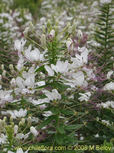 Bild von Cleome chilensis (). Klicken Sie, um den Ausschnitt zu vergrössern.