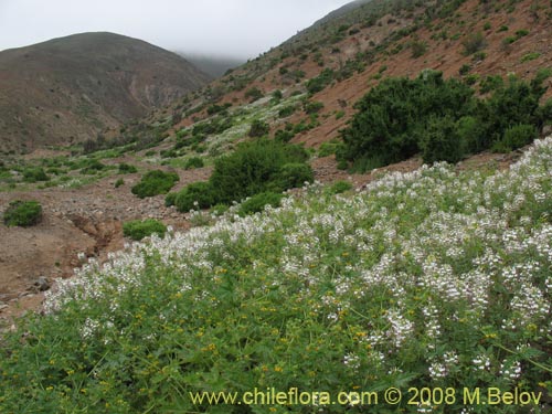 Фотография Cleome chilensis (). Щелкните, чтобы увеличить вырез.