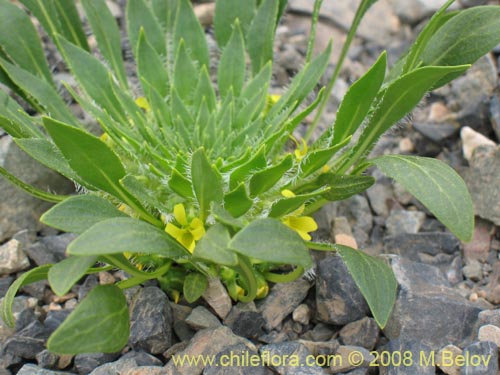 Bild von Viola sp. #1166 (). Klicken Sie, um den Ausschnitt zu vergrössern.