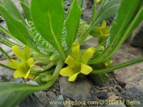 Bild von Viola sp. #1166 (). Klicken Sie, um den Ausschnitt zu vergrössern.