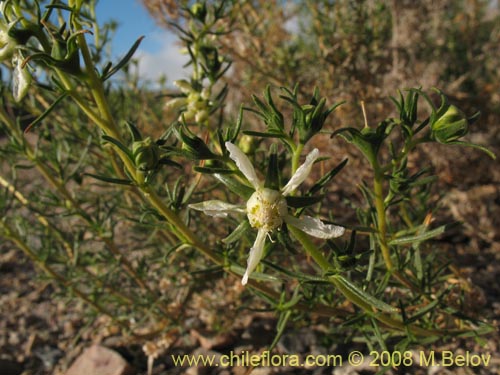 Imágen de Huidobria chilensis (). Haga un clic para aumentar parte de imágen.