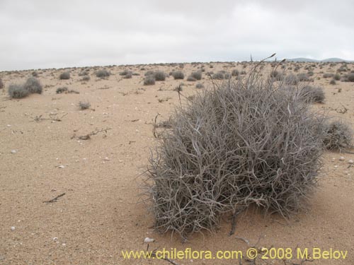 Image of Tillandsia landbeckii (). Click to enlarge parts of image.