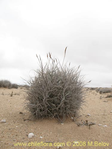 Imágen de Tillandsia landbeckii (). Haga un clic para aumentar parte de imágen.