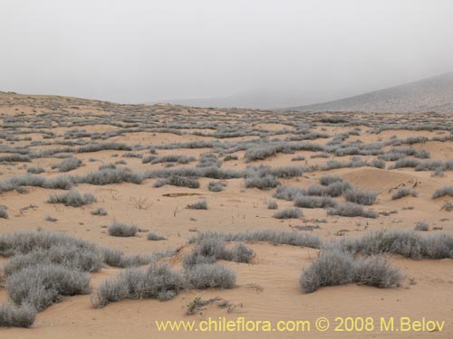 Image of Tillandsia landbeckii (). Click to enlarge parts of image.