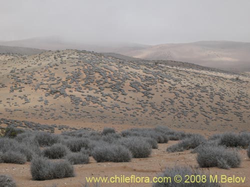 Image of Tillandsia landbeckii (). Click to enlarge parts of image.