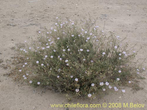 Image of Cristaria sp. #1243 (). Click to enlarge parts of image.